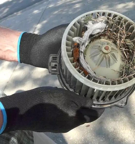 About Air Duct Mice Removal in East Lake, FL